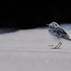 [pla’tse:bo] – tweets  (part one)  ‏